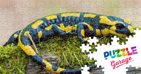 Two more than bi-. . Colorful salamander crossword clue